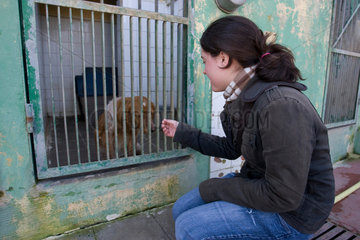 Barcelona  Spanien  das Tierheim  eine Besucherin moechte einen Hund adpotieren