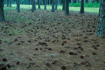 Fallen pine cones on forest ground