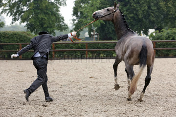 Graditz  Deutschland  Pferd weicht an der Hand seines Pflegers erschrocken zurueck