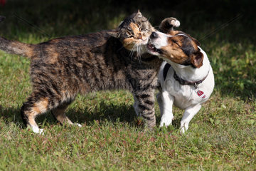 Goerlsdorf  Deutschland  Jack Russell Terrier beisst eine Hauskatze
