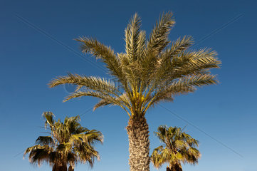 Girne  Tuerkische Republik Nordzypern  Palmen vor blauem Himmel