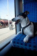 Wehlen  Deutschland  ein Hund auf Reisen im Zug