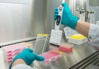 Laborarbeit: Vorbereitung von Proben in einer 96er PCR Platte innerhalb der ELISA-Diagnostik