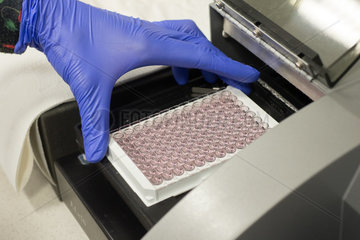 Einsetzen einer 96er PCR Platte iin einen micro plate reader innerhalb der ELISA-Diagnostik
