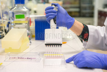 Laborarbeit: Vorbereitung von Proben in einer 96er PCR Platte innerhalb der ELISA-Diagnostik