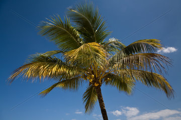 Puerto Plata  Dominikanische Republik  Kokospalmen am Strand Playa Dorada
