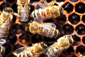 Neuenhagen  Deutschland  Bienen auf gefuellten Honigwaben