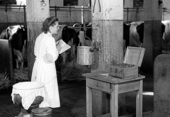 Dresden  DDR  Laborantin wiegt einen Eimer mit Milch