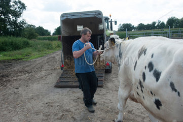 Trebel  Deutschland  eine Milchkuh wird zu einem Pferdeanhaenger gebracht