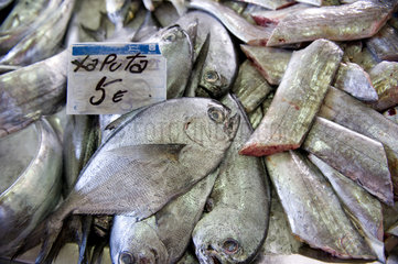 Olhao  Portugal  Fische auf einem Fischmarkt in einer Markthalle in Olhao