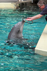 Muenster  Deutschland  Tierpfleger gibt einem Delfin einen Reifen zum Jonglieren