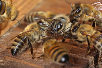 Berlin  Deutschland  Honigbienen bei der Futteruebergabe