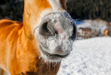 Innichen  Italien  Schnee an der Schnauze eines Pferdes