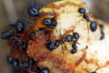 Suvereto  Italien  Ameisen krabbeln ueber ein Apfelstueck
