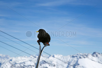 Oberstdorf  Deutschland  Alpendohle sitzt auf abgestellten Ski
