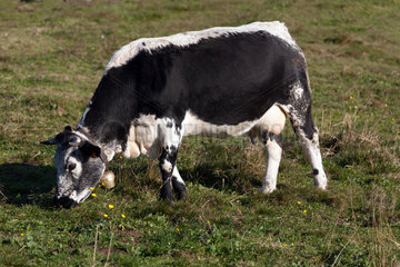 Geishausen  Frankreich  eine Kuh auf einer Bergwiese