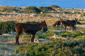 Dipkarpaz  Tuerkische Republik Nordzypern  wilde Esel
