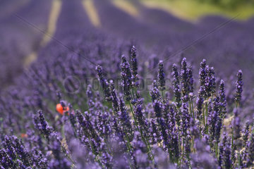 Joucas  Frankreich  ein bluehendes Lavendelfeld