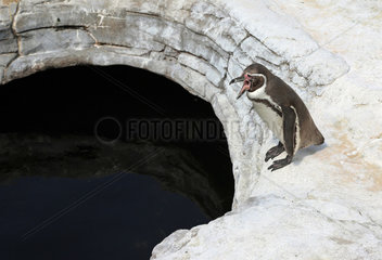 Stralsund  Deutschland  Humboldt-Pinguin gaehnt
