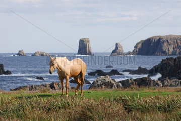 Bonavista  Kanada  Pferd am Cape Bonavista
