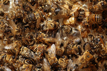 Berlin  Deutschland  tote Honigbienen nach einem harten Winter