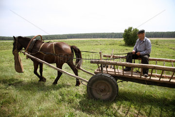 Gruszauka  Weissrussland  ein alter Bauer auf einem Pferdefuhrwerk