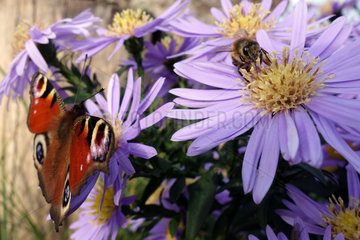 Briescht  Deutschland  Biene und Admiral sammeln Nektar auf violetten Herbstastern