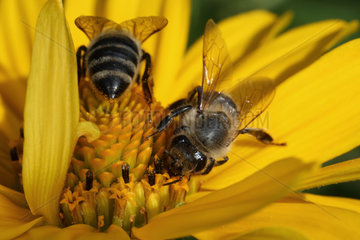 Berlin  Deutschland  Bienen sammeln Nektar auf einer Sonnenblume
