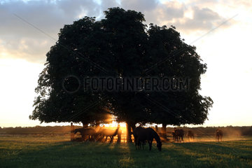 Ingelheim  Deutschland  Pferde bei Sonnenuntergang auf der Weide