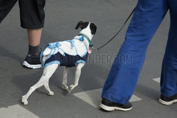 Berlin  Deutschland  Hund mit rueckenfreiem Shirt beim Gassi gehen in der Stadt