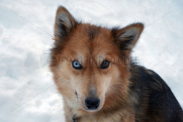 Aekaeskero  Finnland  Siberian Husky mit verschiedenfarbigen Augen