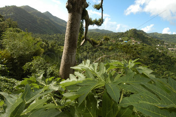 St. Georges  Grenada  Wanderung durch den tropischen Dschungel