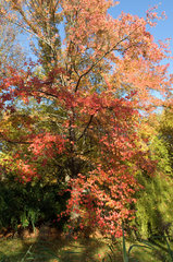 Herbststimmung im Berliner Tiergarten