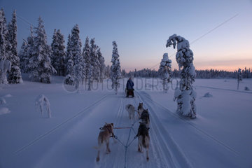 Aekaeskero  Finnland  Hundeschlittenfahrt durch die unberuehrte Natur