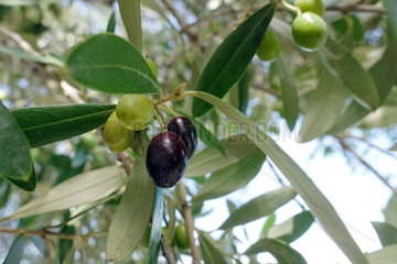 Taormia  Italien  Oliven reifen an einem Baum