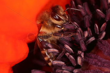 Briescht  Deutschland  Honigbiene sammelt Nektar in einer Mohnbluete