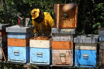 Castel Giorgio  Italien  Imker Reinhard Rohrwacher kontrolliert seine Bienenvoelker
