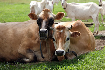 Birkholz  Deutschland  Kuehe und Ziegen auf einem Bauernhof