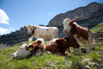 Zermatt  Schweiz  schweizer Kuehe auf der Alm