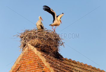 Ruehstaedt  Deutschland  Stoerche in ihrem Nest auf einem Dachfirst