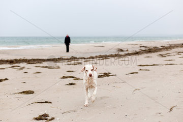 Breege  Deutschland  Spaziergaenger mit Hund am Strand von Breege auf Ruegen