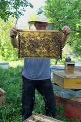 Berlin  Deutschland  Berufsimker kontrolliert eine Brutwabe seines Bienenvolkes