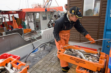 Gager  Deutschland  ein Fischer am Hafen