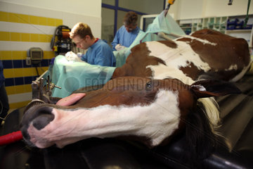 Iffezheim  Deutschland  Tieraerzte bei einer Beinoperation am Pferd