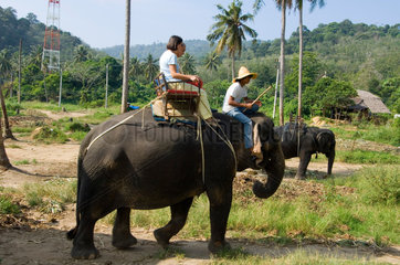 Patong  Thailand  unterwegs mit Reitelefanten auf der Insel Phuket
