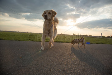 Berlin  Deutschland  Hunde auf dem Tempelhofer Feld