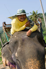 Patong  Thailand  unterwegs mit Reitelefanten auf der Insel Phuket