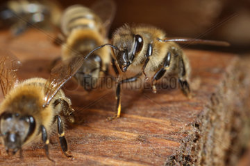 Berlin  Deutschland  Honigbienen