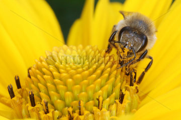 Berlin  Deutschland  Biene sammelt Pollen auf einer Sonnenblume