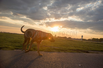 Berlin  Deutschland  Hunde auf dem Tempelhofer Feld